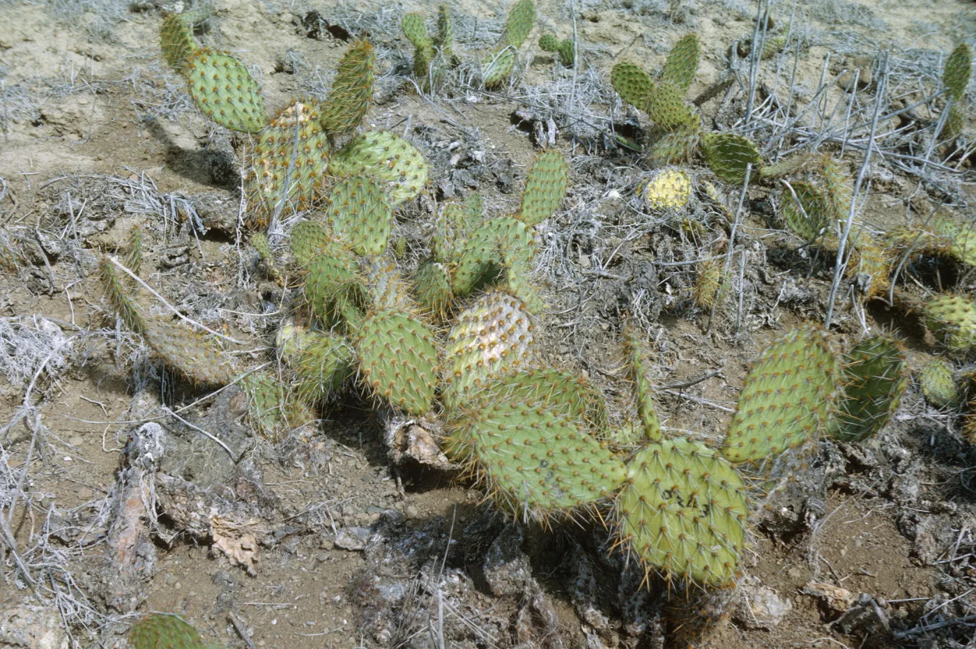 Opuntia, Santa Barbara Island