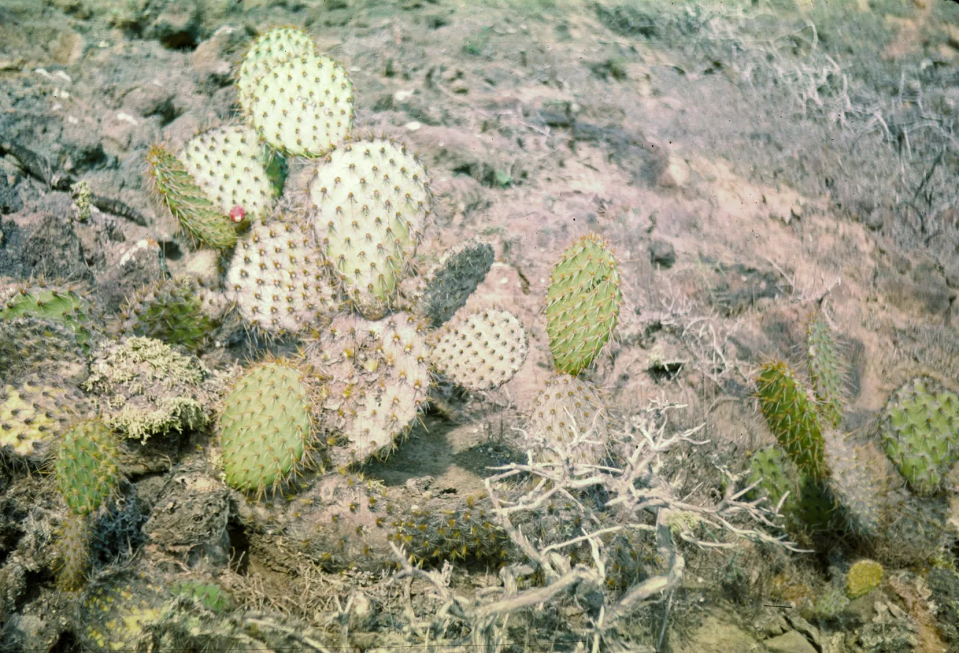 Santa Barbara Island, Opuntia (Prickly-pear)