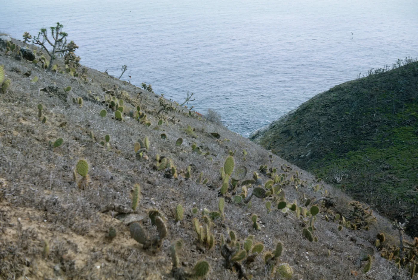 Middle Canyon, Santa Barbara Island (Prickly-pear)