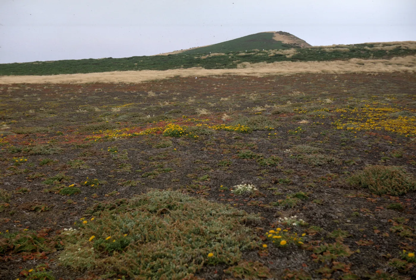 Santa Barbara Island, Malacothrix, Platystemon