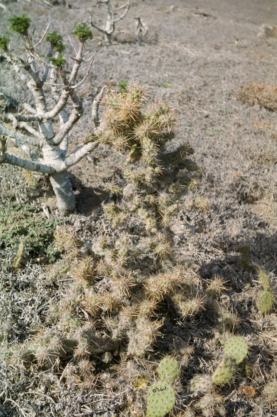 Opuntia, Coreopsis, Santa Barbara Island