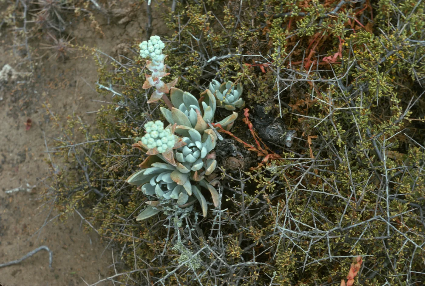 Santa Barbara Island