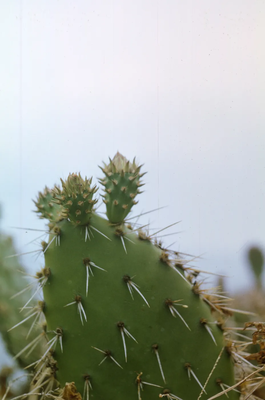 Santa Barbara Island, Opuntia (Prickly-pear)