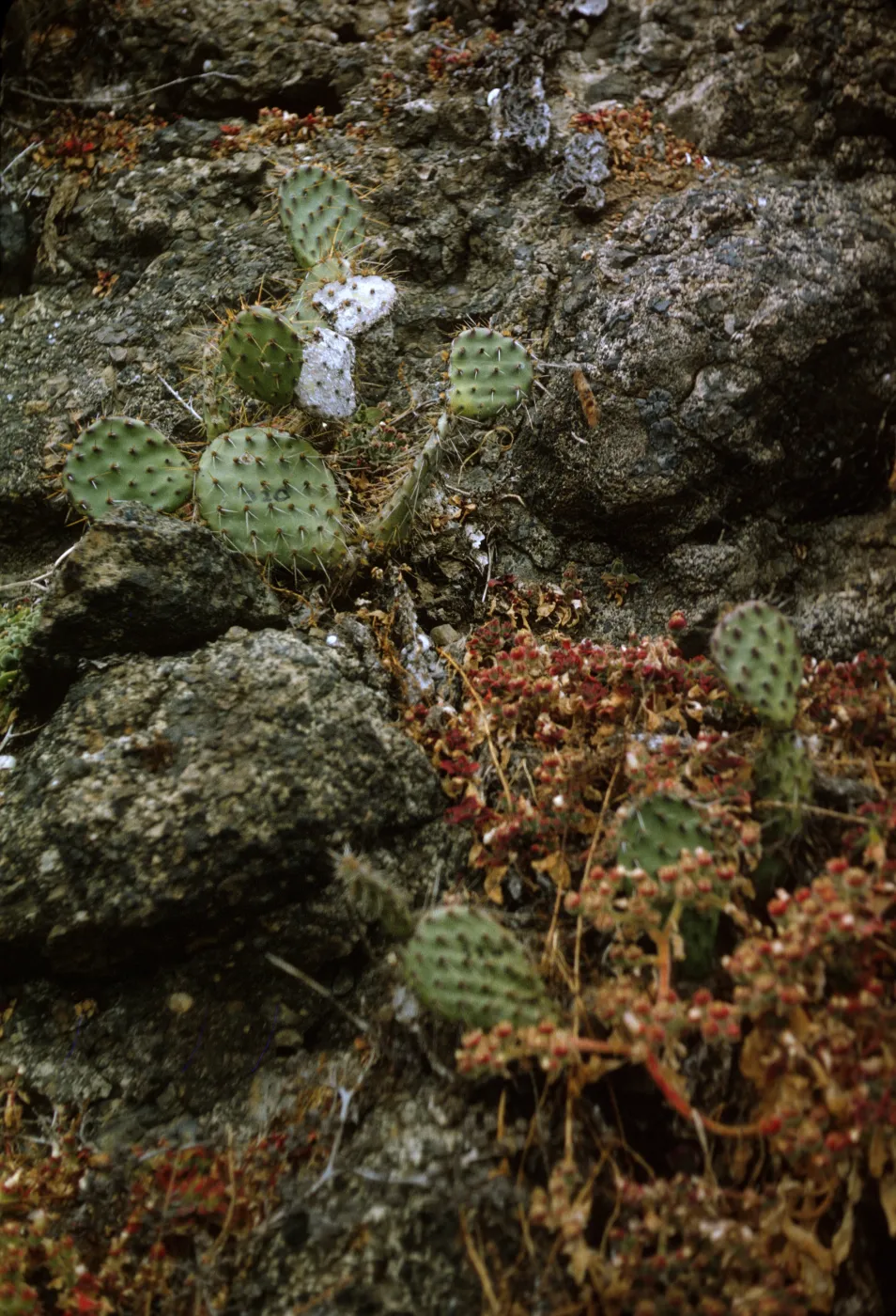 Santa Barbara Island (Prickly-pear)