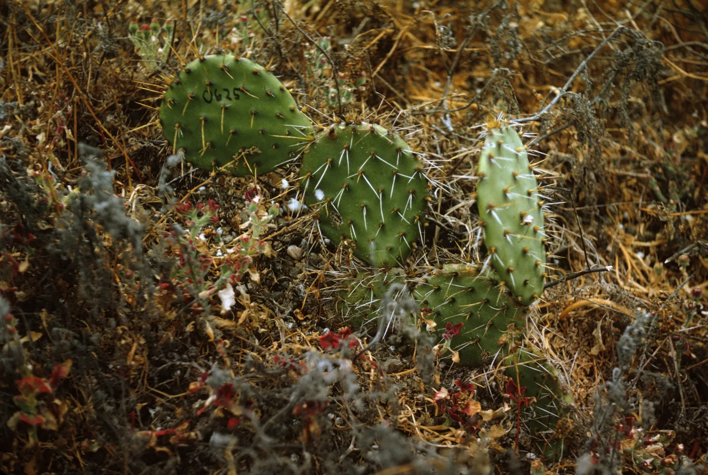 Santa Barbara Island, Opuntia (Prickly-pear)