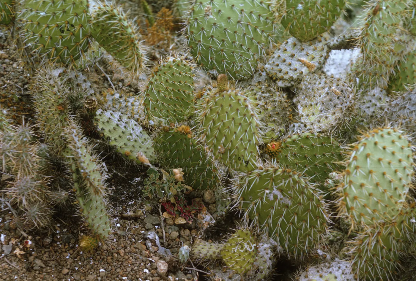 Opuntia (Prickly-pear) on Santa Barbara Island just north of Cave Canyon