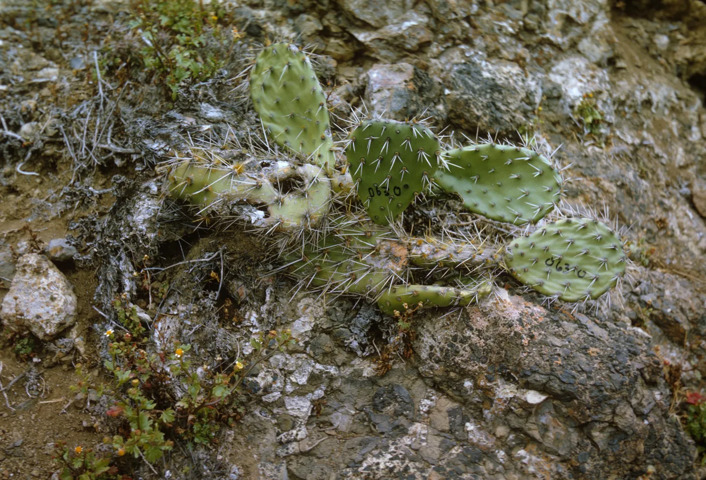 Opuntia littoralis on Santa Barbara Island lower Cave Canyon