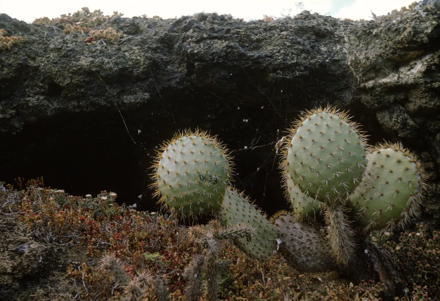 Opuntia oricola on Santa Barbara Island, May 1967