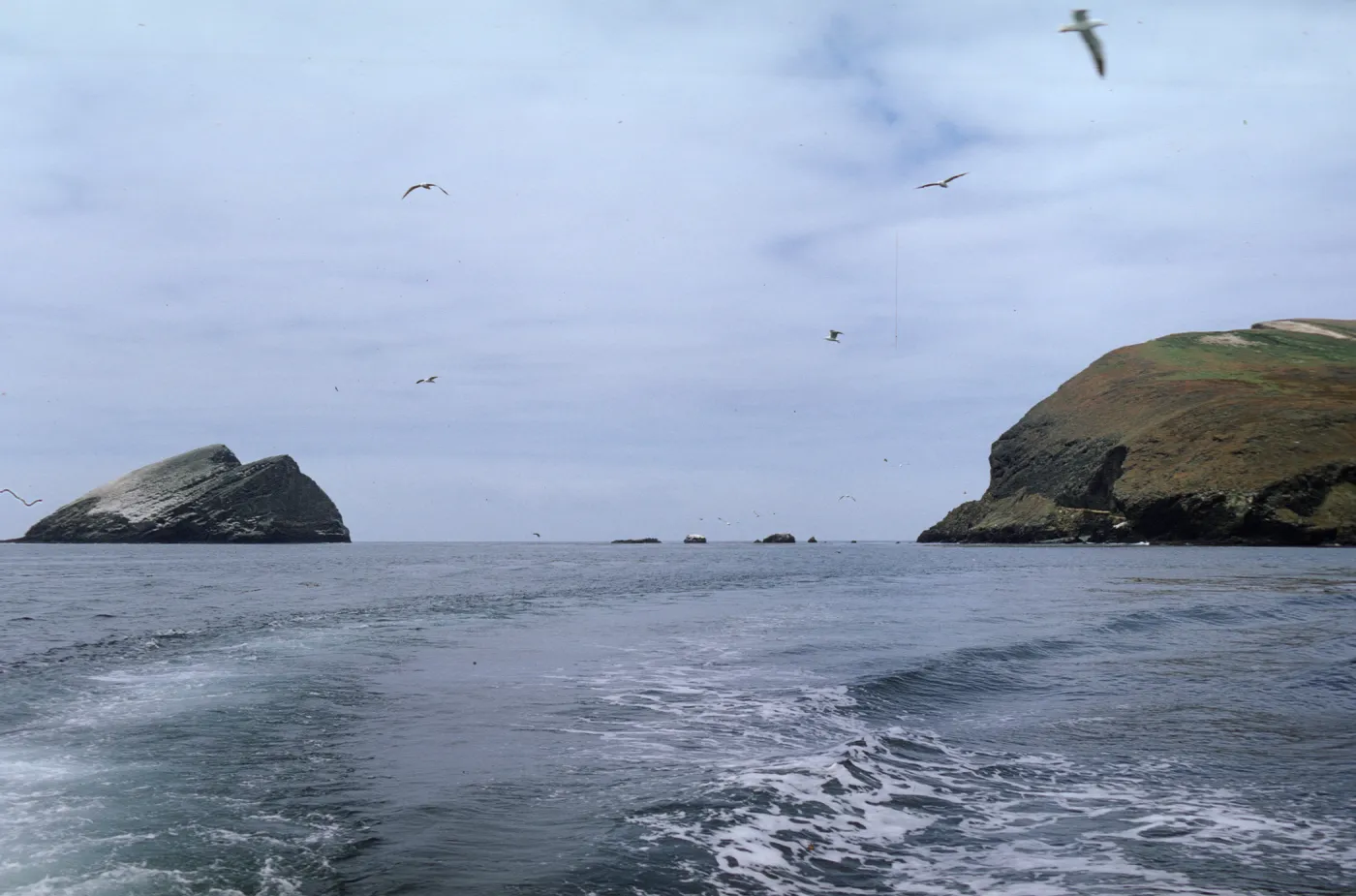 seagulls flying between Santa Barbara and Sutil Islands