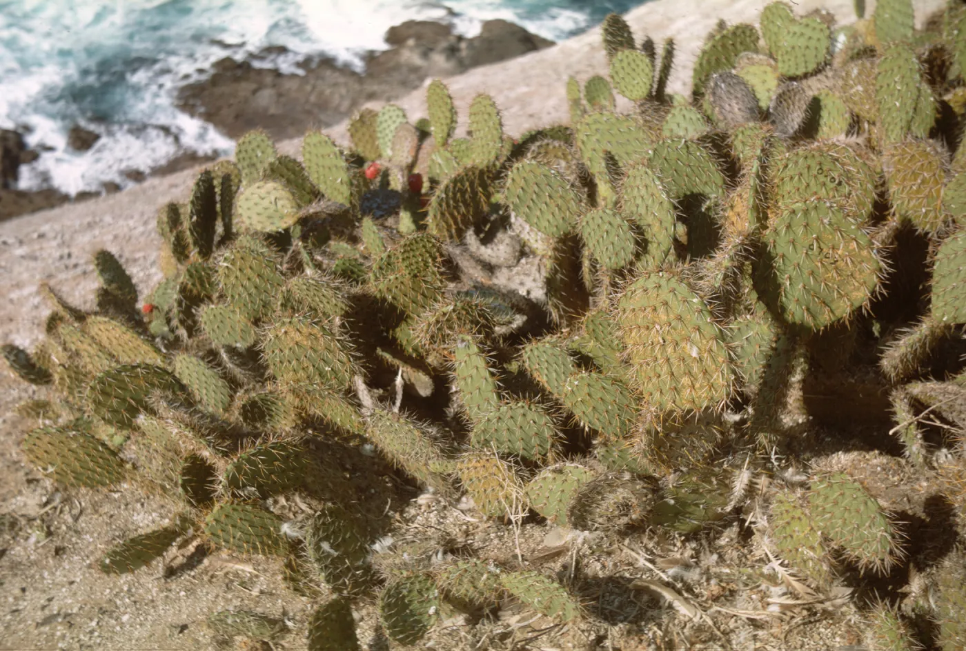 Santa Barbara Island, Opuntia 0703 on Sutil Island