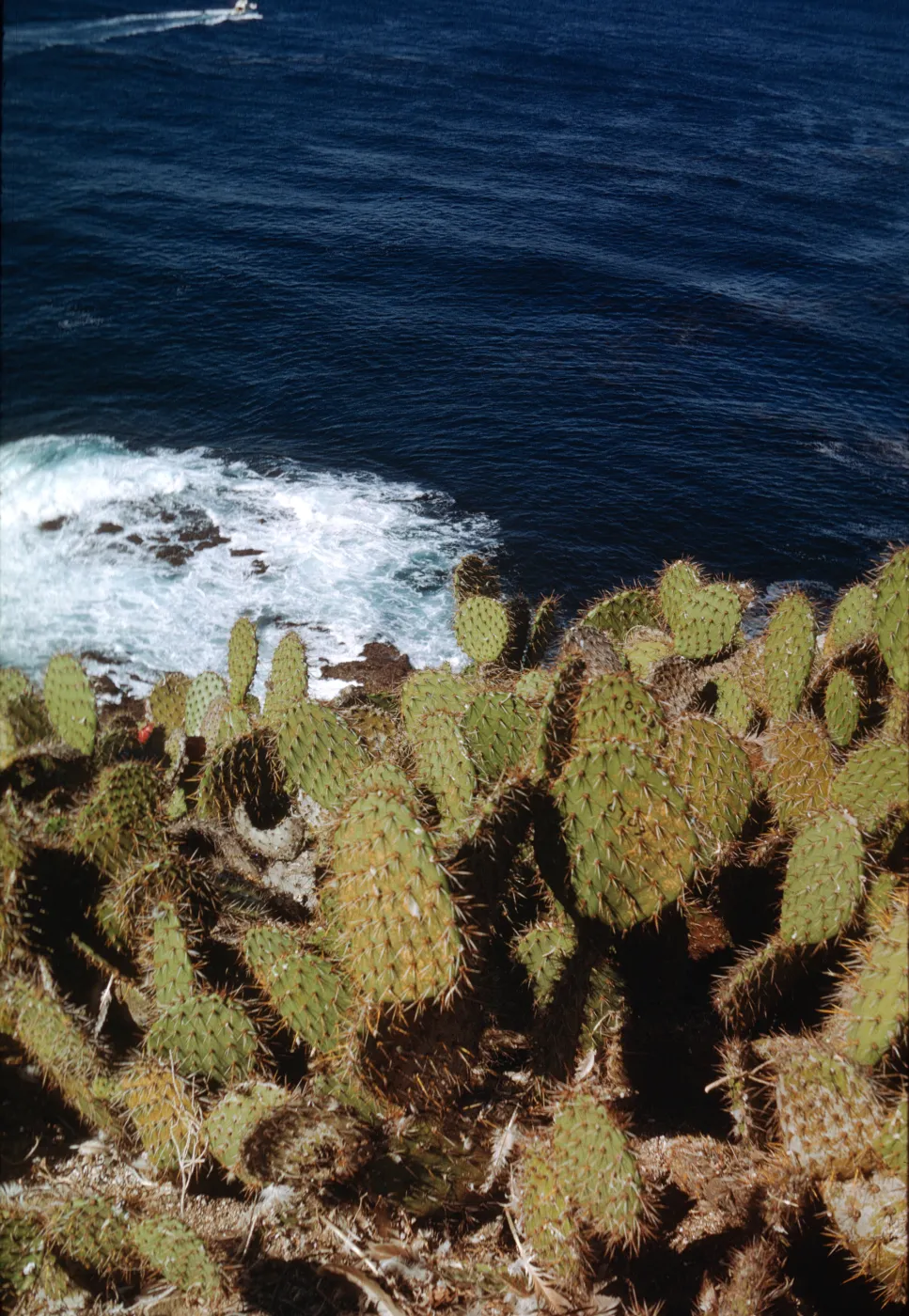 Santa Barbara Island, Opuntia 0703