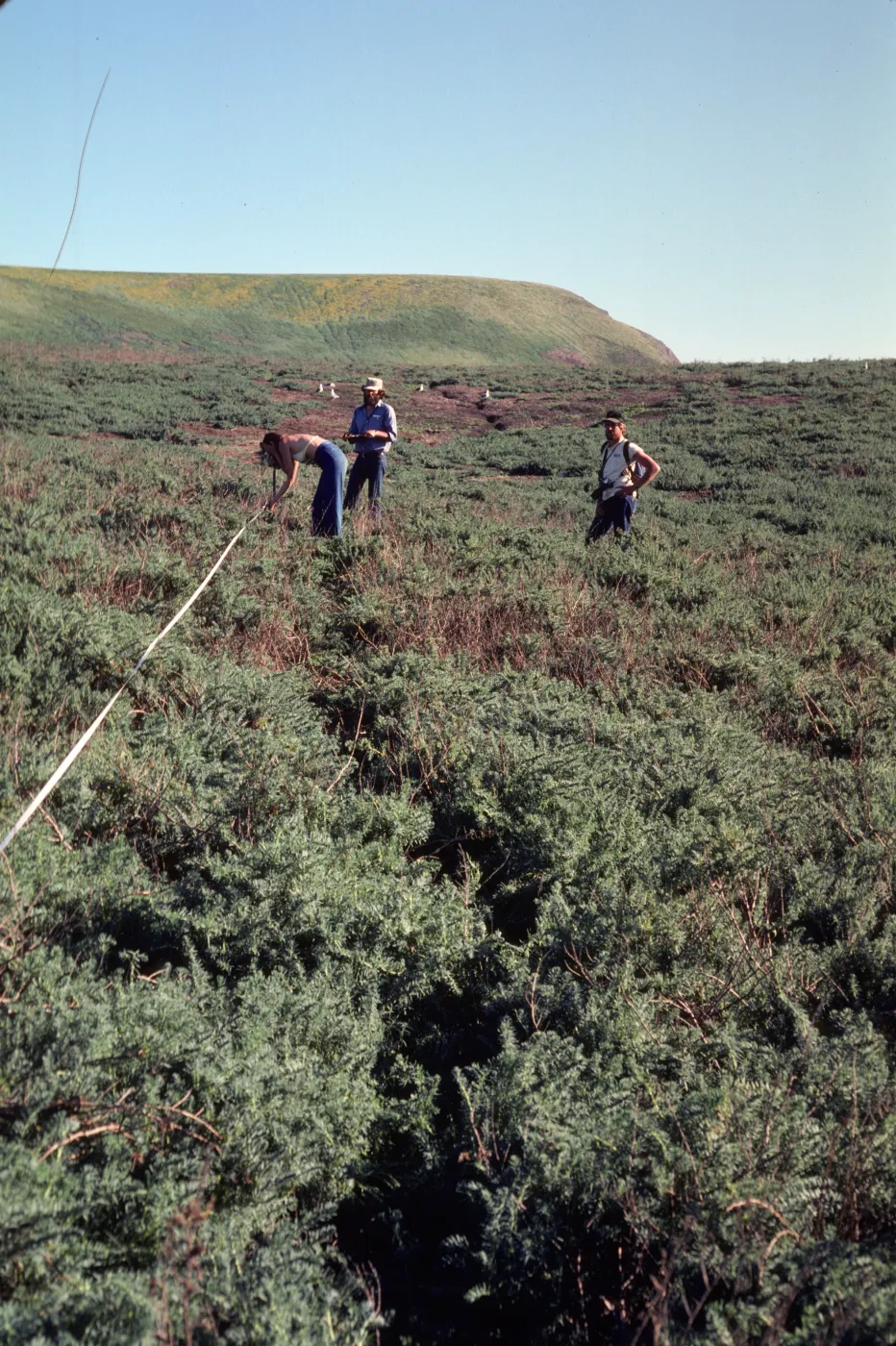 Damage to Suaeda along transect near Webster Point, Santa Barbara Island