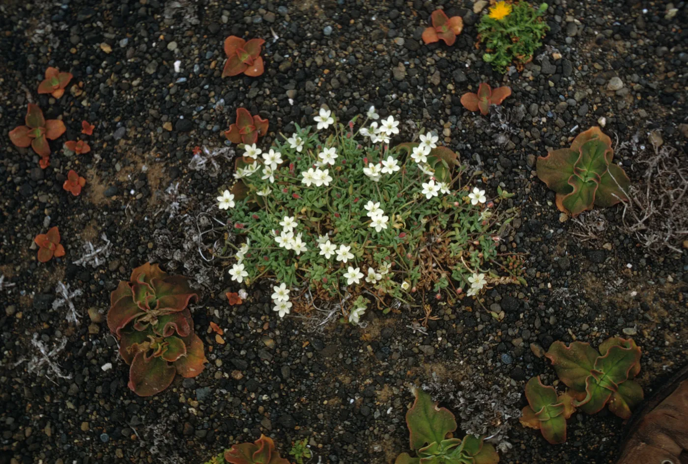 Platystemon at head of Cliff Canyon, Santa Barbara Island
