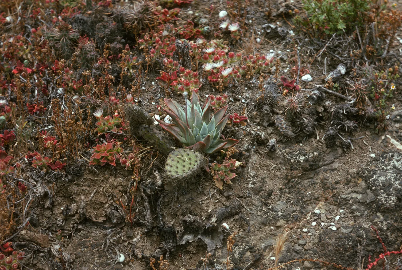Dudleya traskiae, Santa Barbara Island