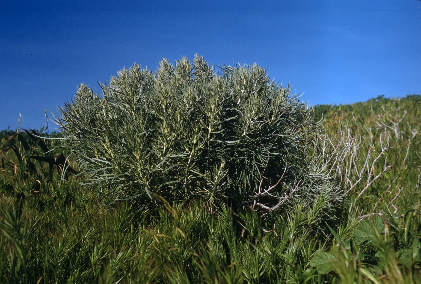 Artemisia nesiotica, Santa Barbara Island