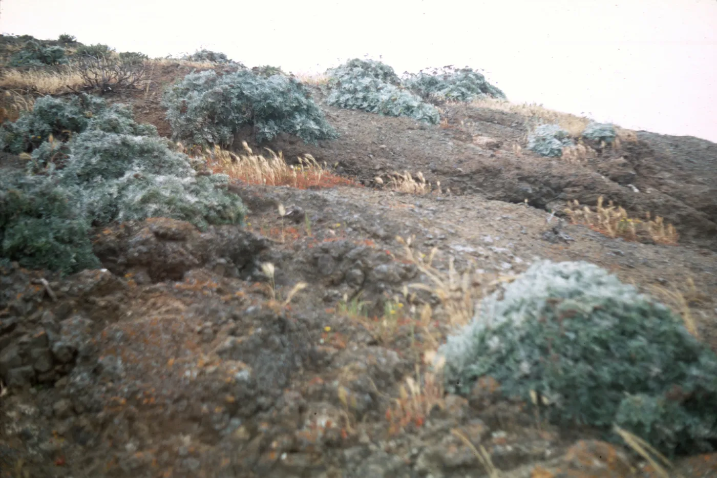 Eriophyllum nevinii, Santa Barbara Island
