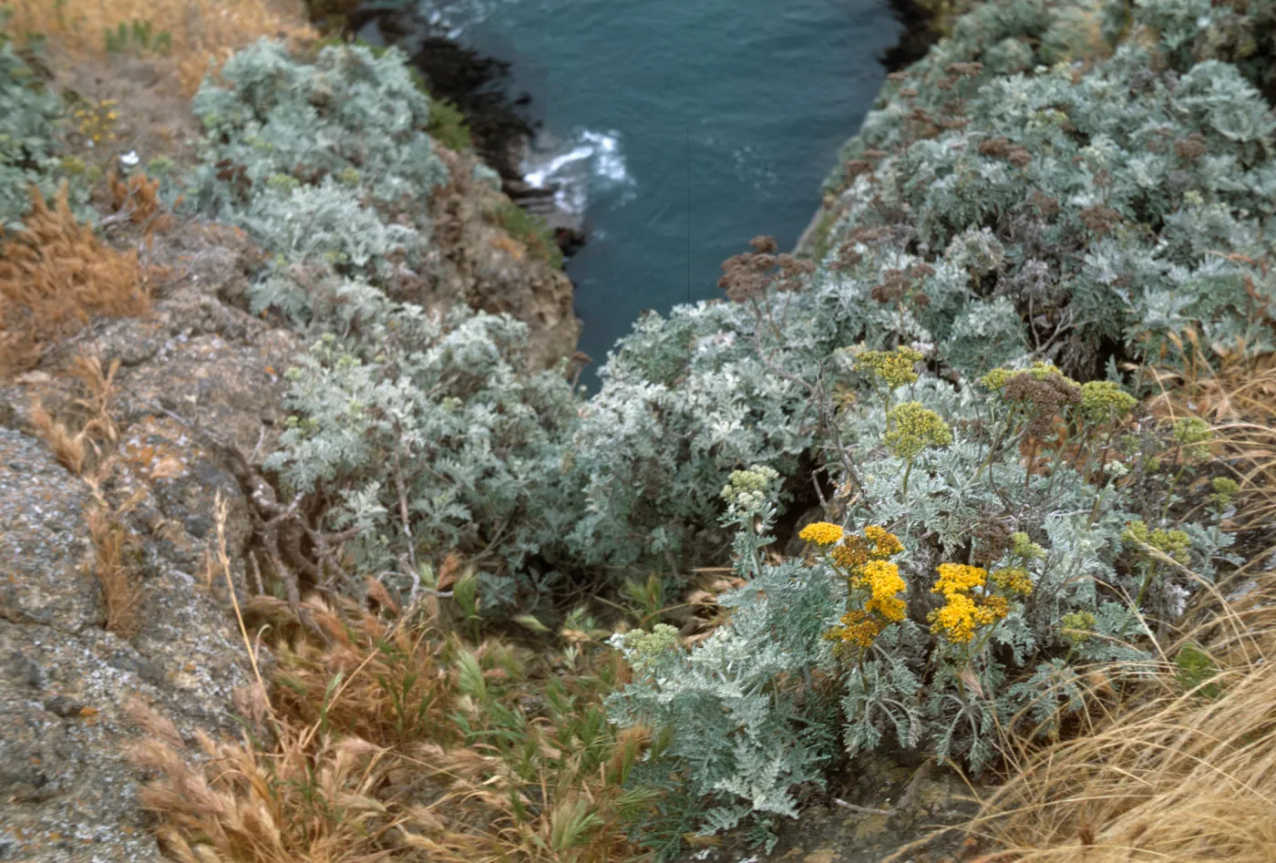 Eriophyllum nevinii, Santa Barbara Island