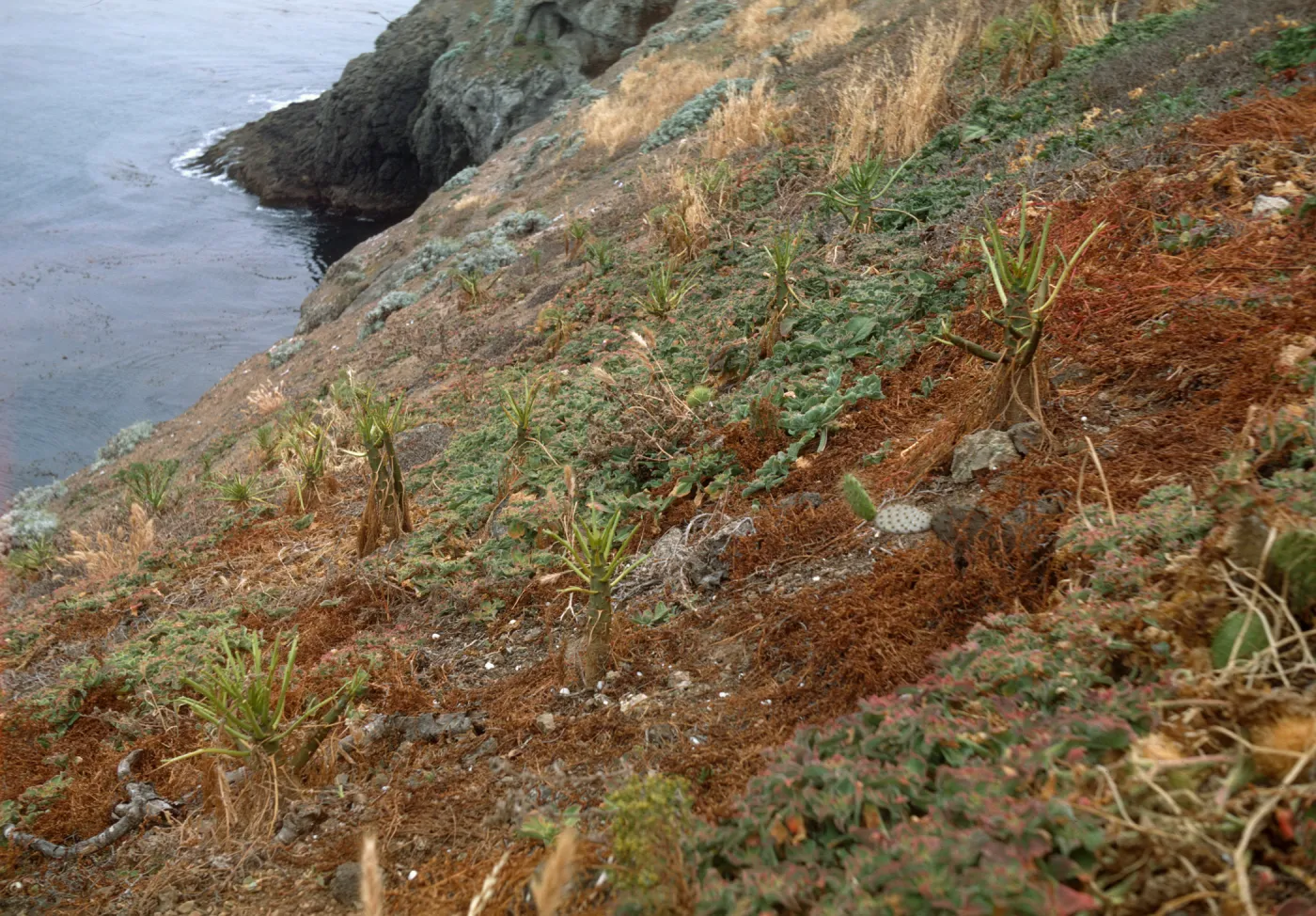 rabbit damage, Santa Barbara Island