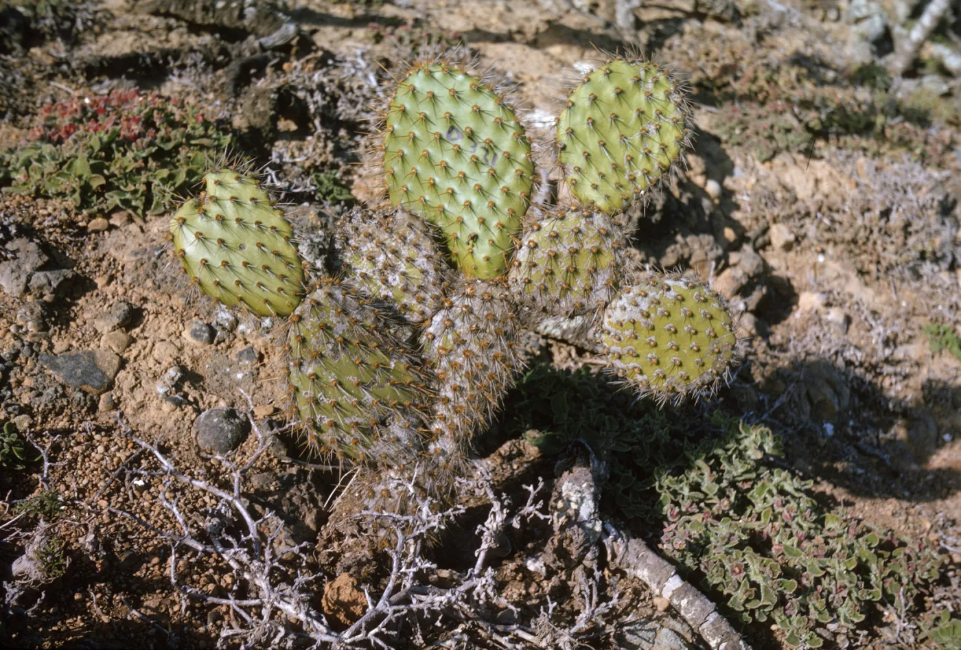 Opuntia oricola (Prickly-pear) 0321, Santa Barbara Island