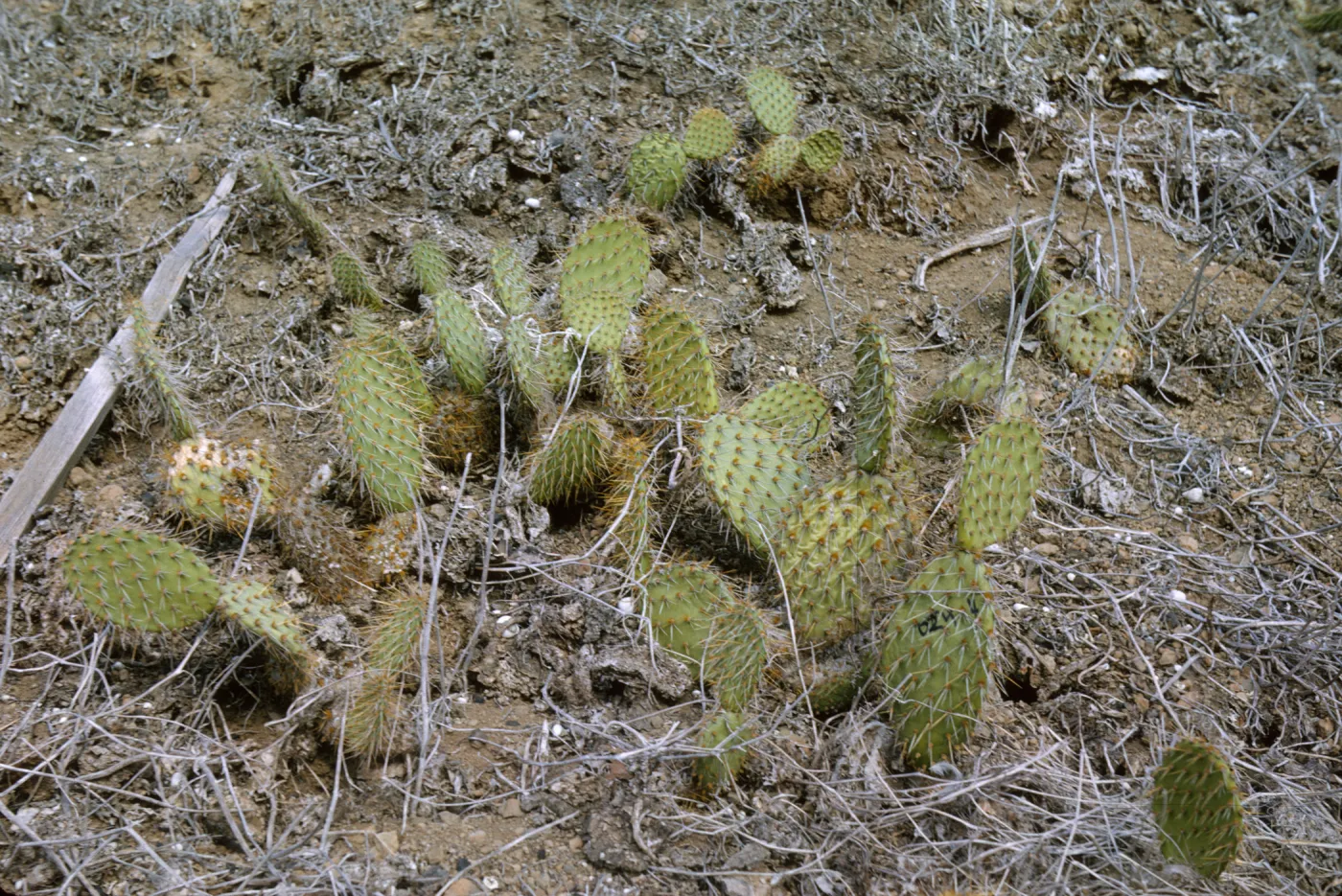 Opuntia oricola (Prickly-pear) 0244S, Santa Barbara Island