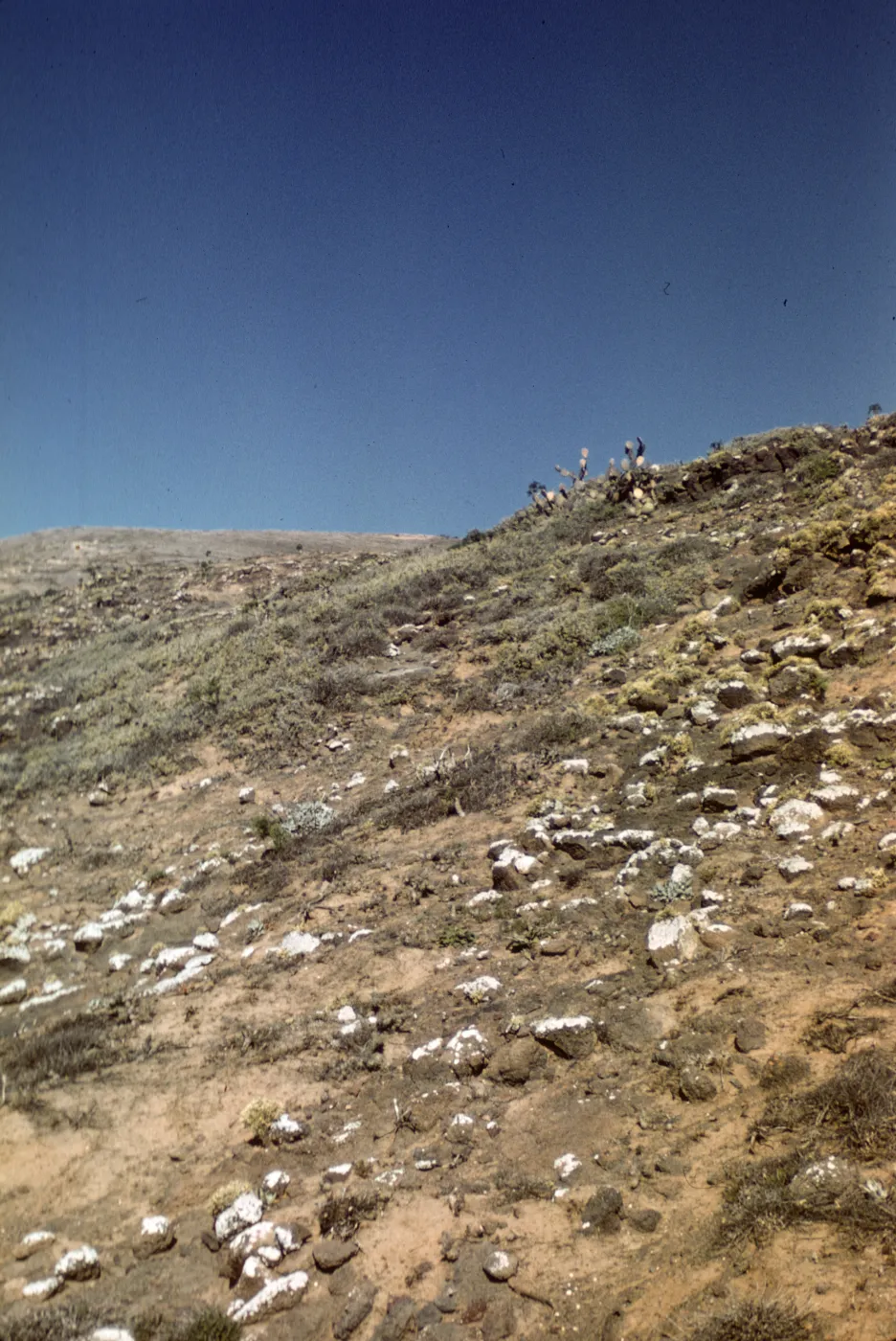 Santa Barbara Island