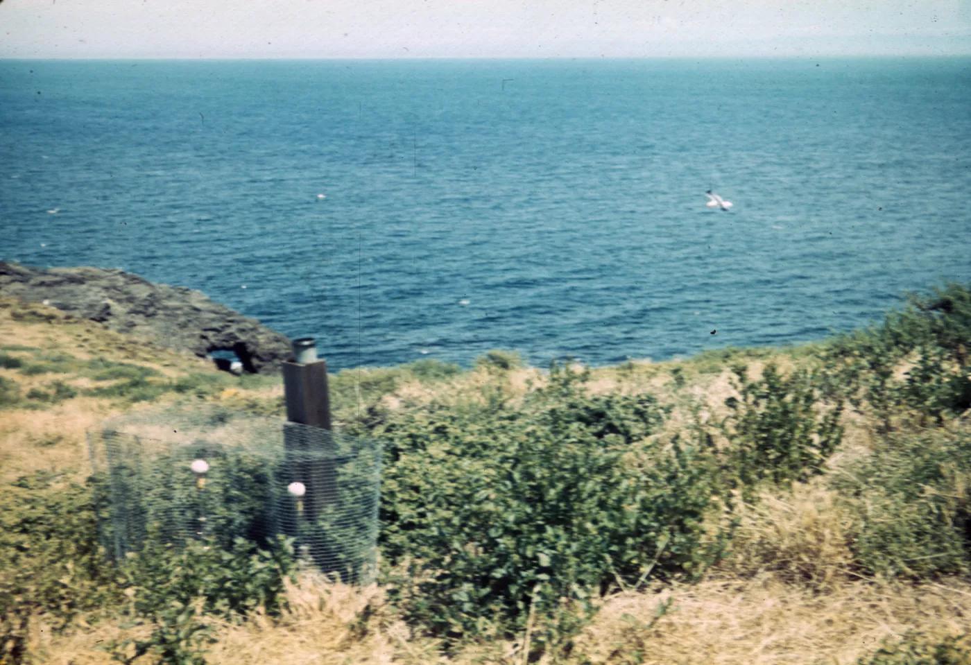 Santa Barbara Island, Station C3