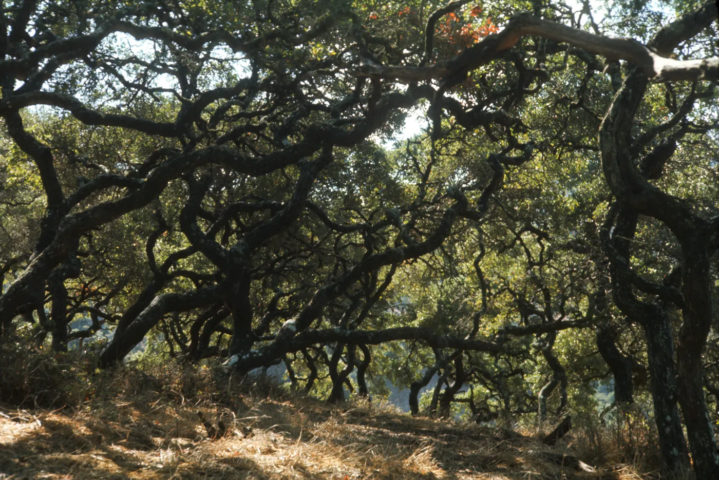 Santa Catalina Island, Catalina woodland