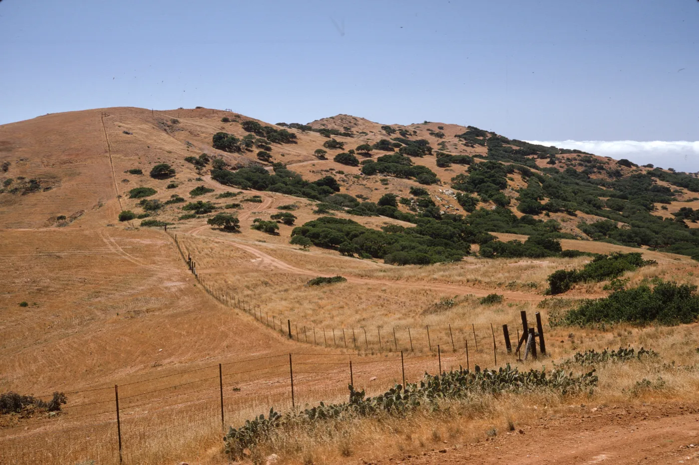 Santa Catalina Island - overgrazing damage
