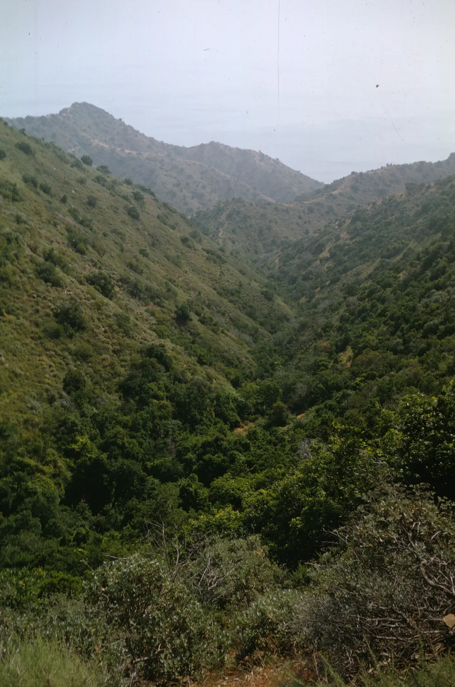 Santa Catalina Island 