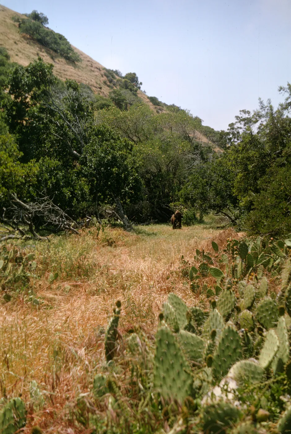 Santa Catalina Island, buffalo