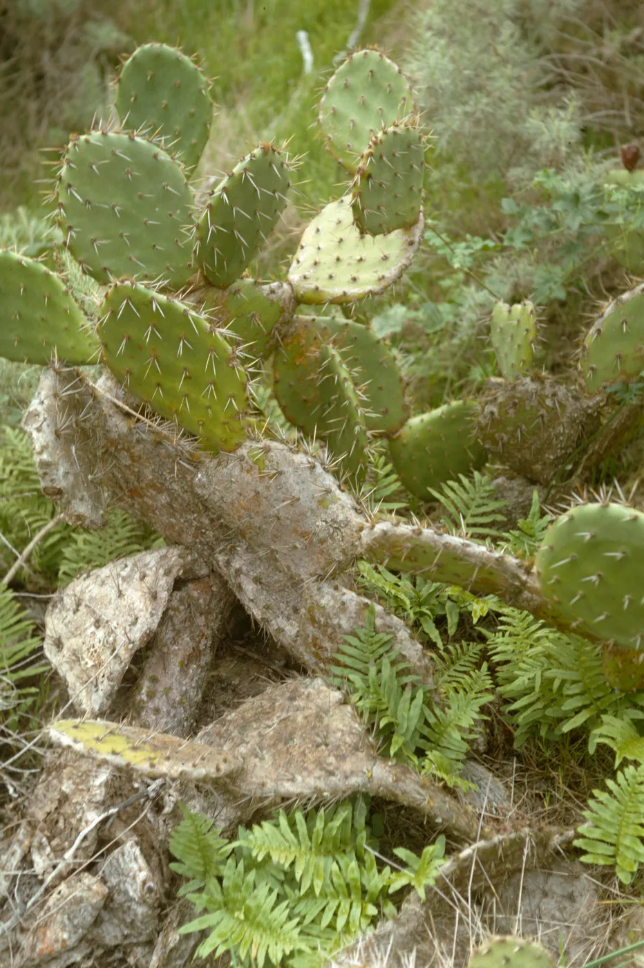 Opuntia with ferns, Santa Catalina Island