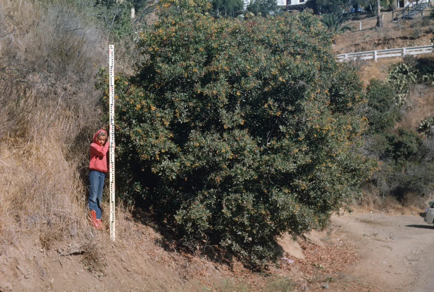 Heteromeles arbutifolia, Santa Catalina Island