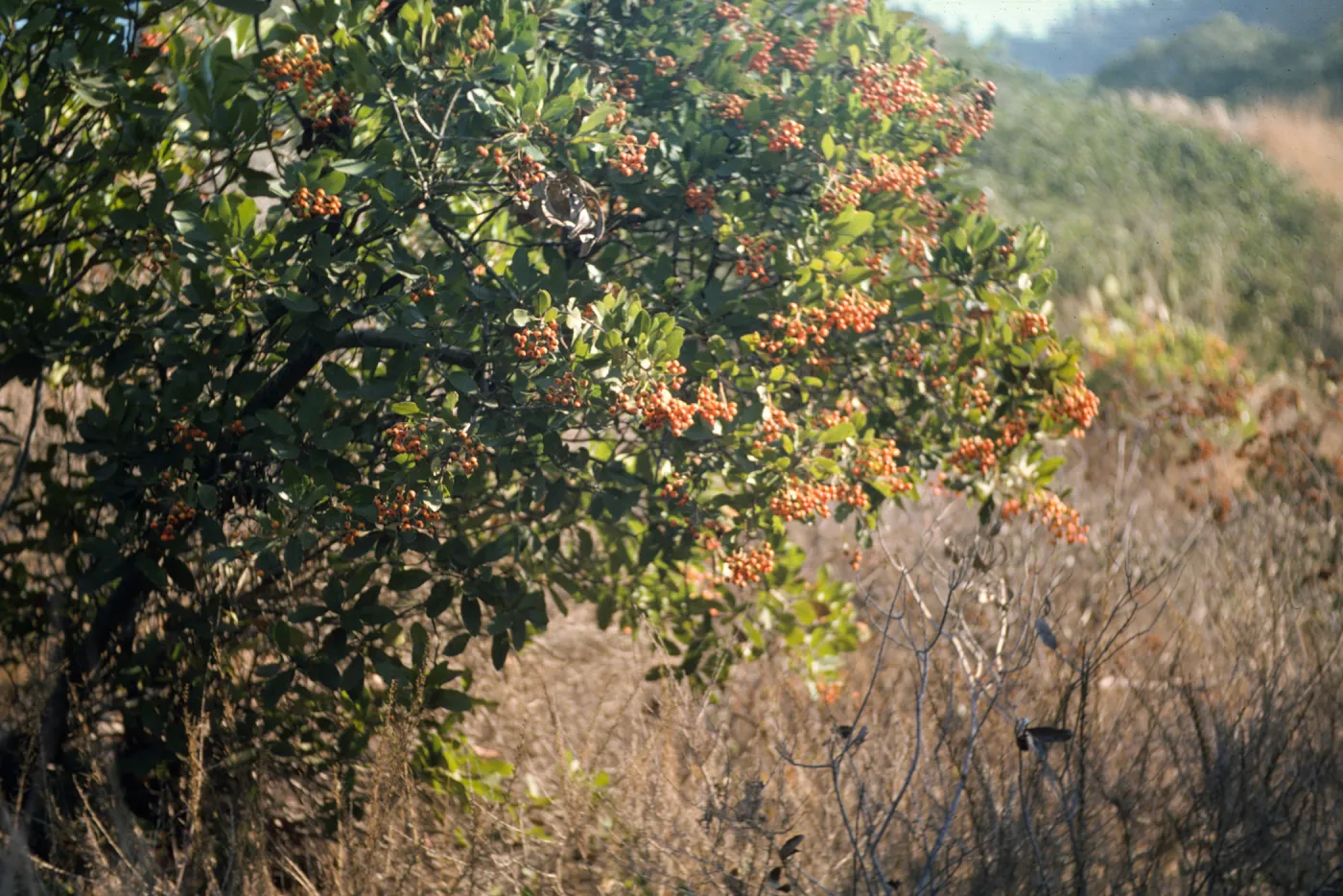 Santa Catalina Island, Heteromeles arbutifolia