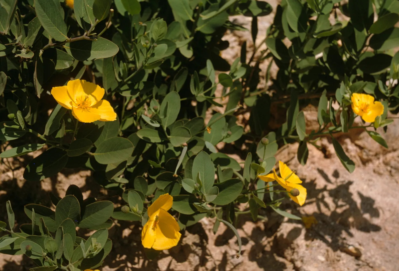Dendromecon rigida ssp. harfordii, Santa Catalina Island