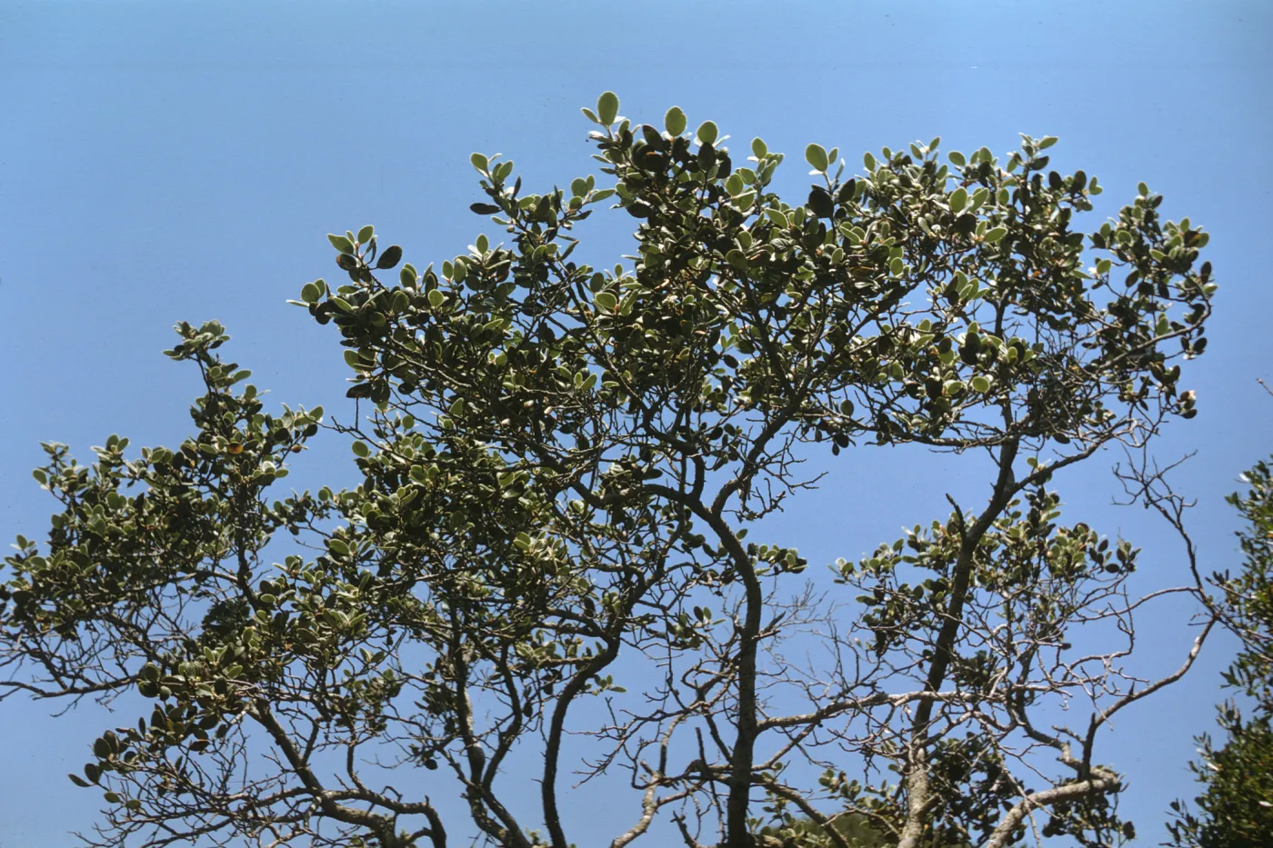 Cercocarpus betuloides var. traskiae, Santa Catalina Island