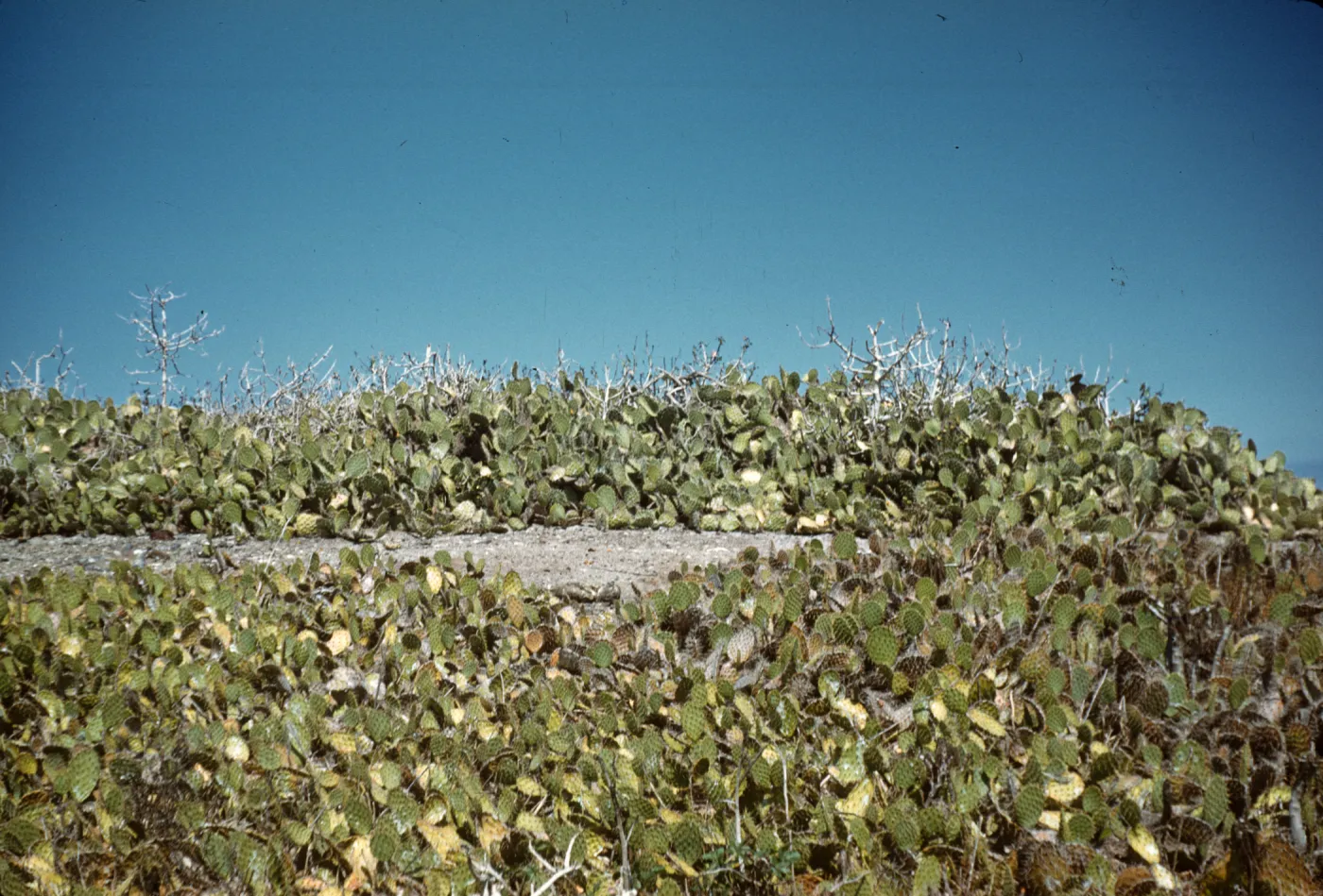 Opuntia (Prickly-pear), Lavatera and Coreopsis on Santa Catalina Island