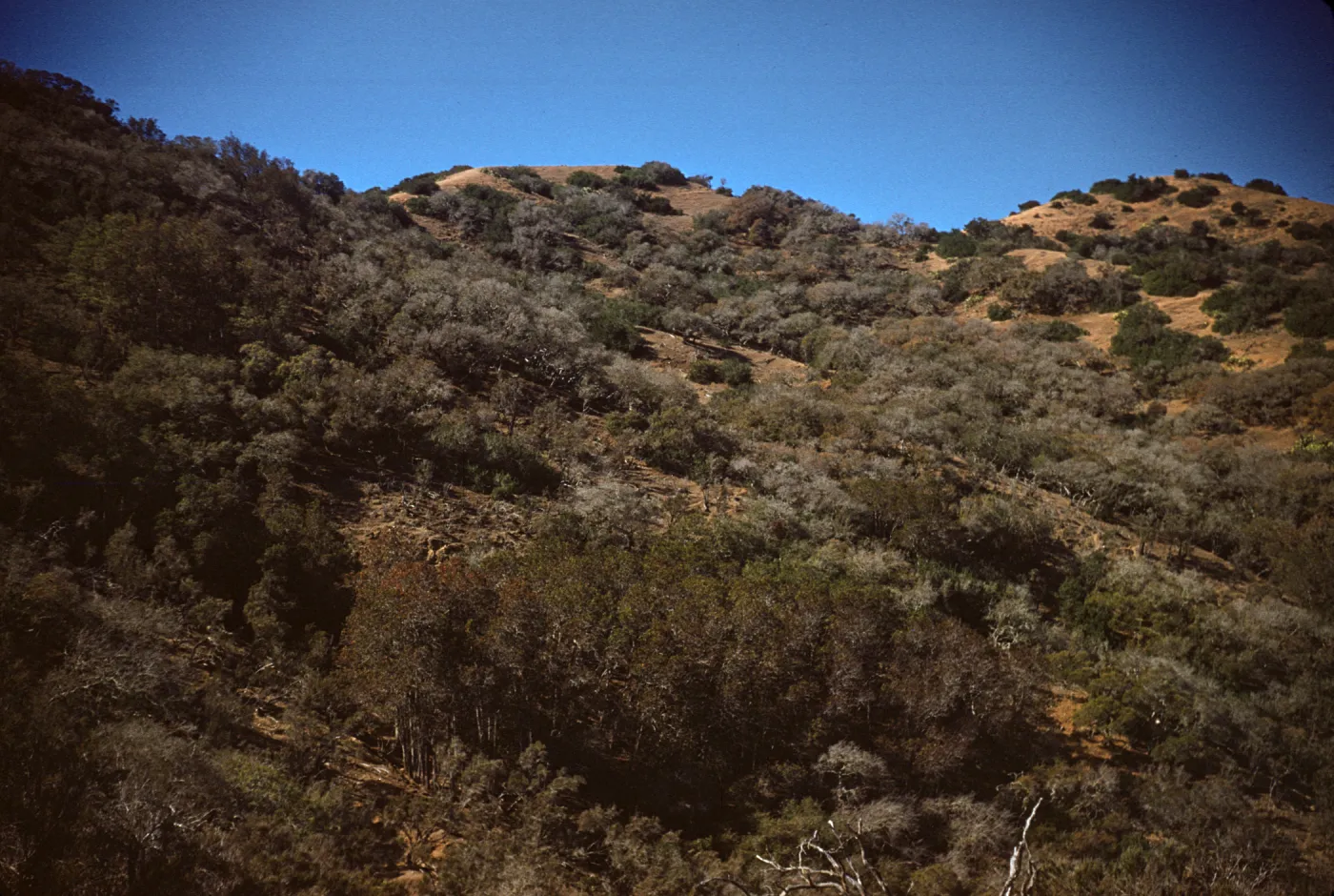 Chaparral Slope with Ironwood Trees on Santa Catalina Island