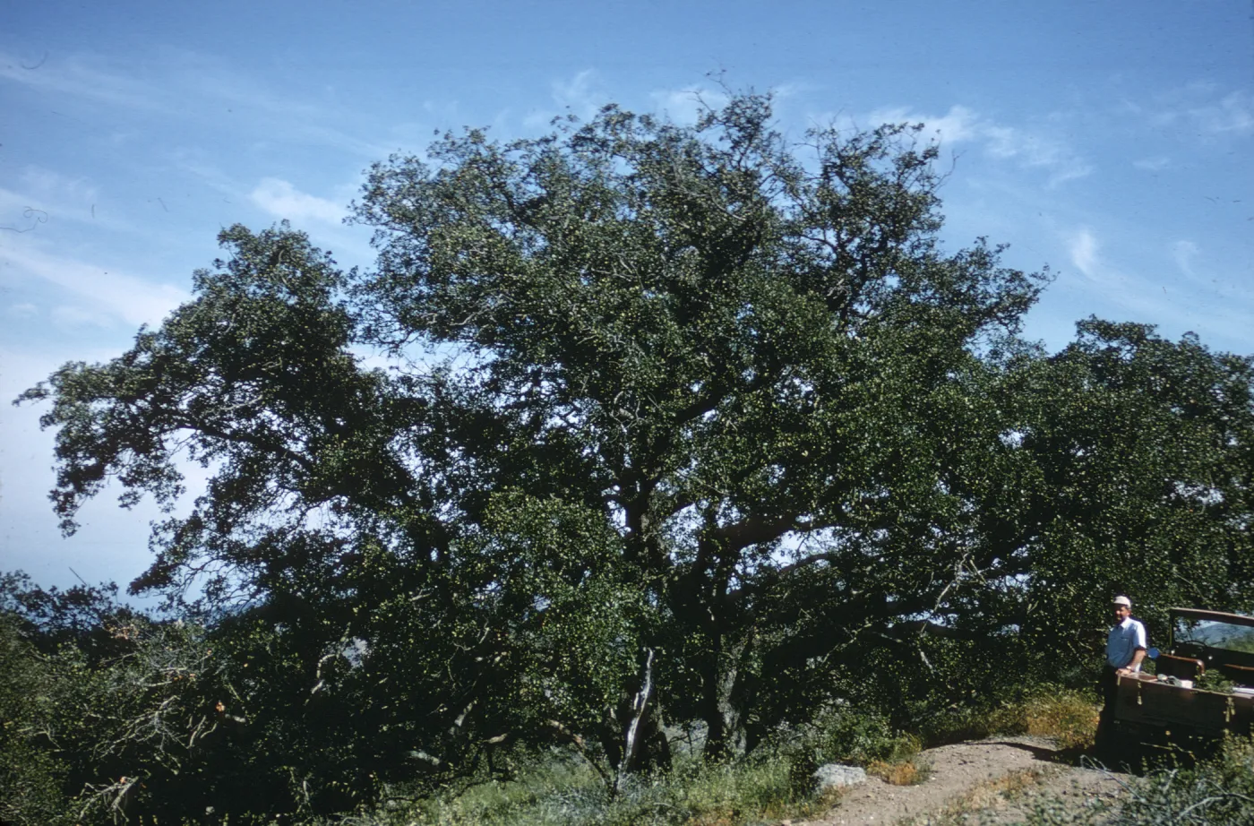 Quercus macdonaldii and Doug Propst