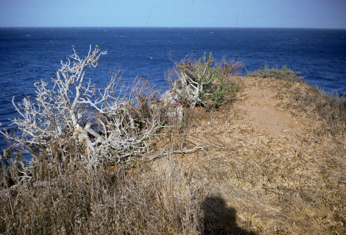 Lavatera on Indian Rock on Santa Catalina Island