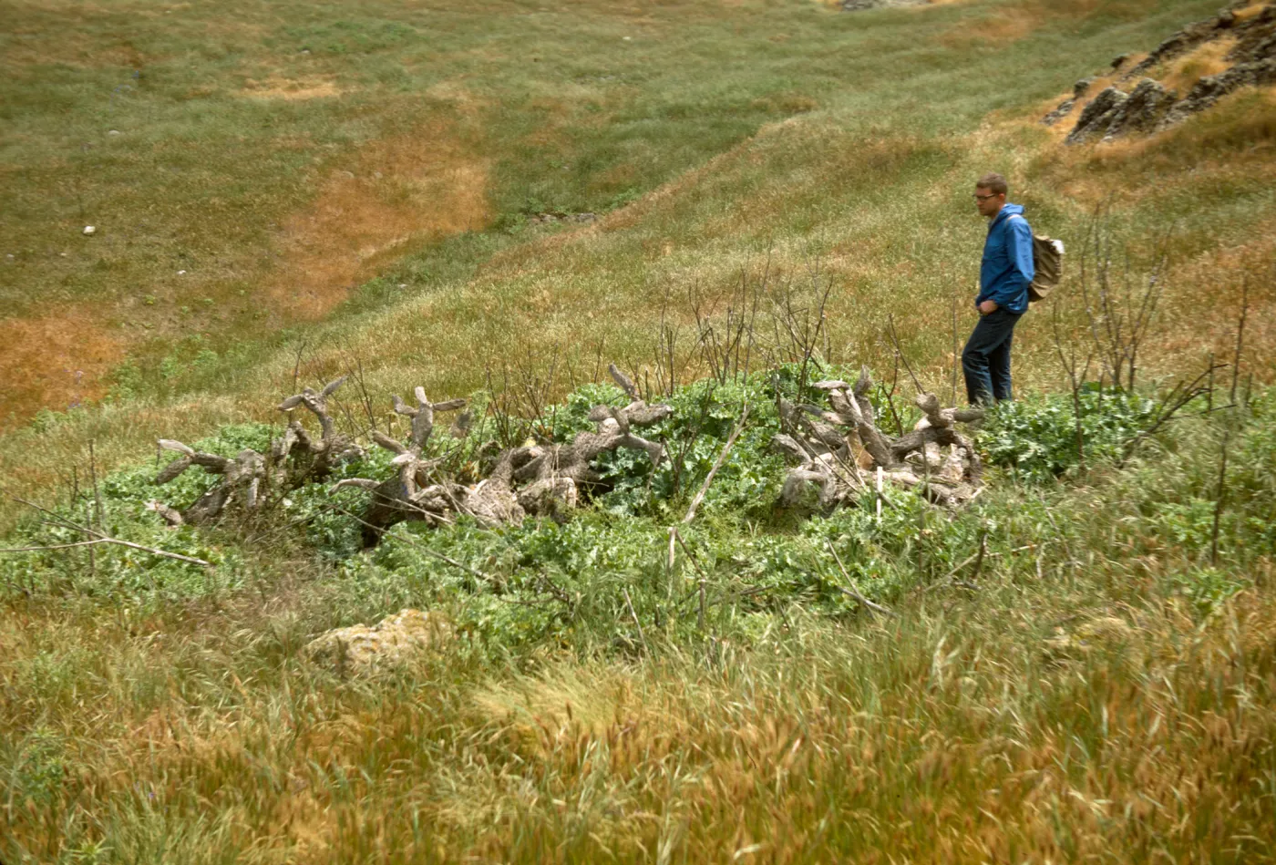 Jim McPherson at site of replacement of Opuntia littoralis by Silybum marianum