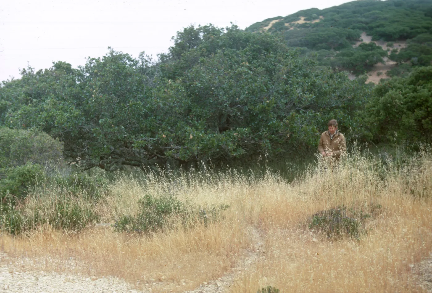 Michael Benedict, Quercus wislizeni