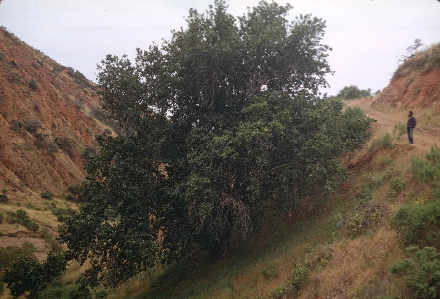 Prunus ilicifolia ssp. lyonii (45' x 50') on Santa Cruz Island