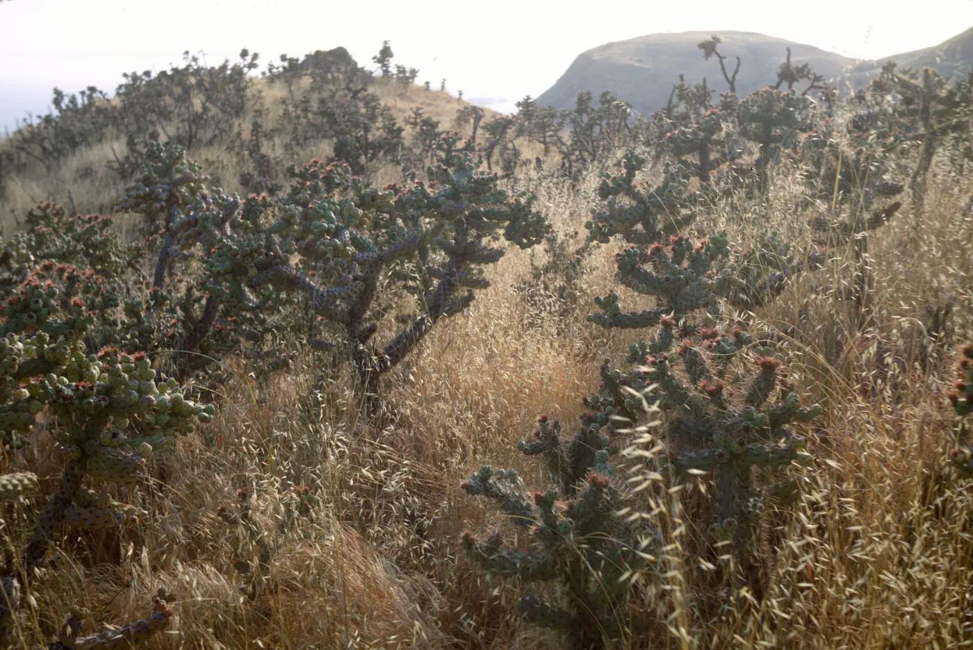 Opuntia prolifera (Cholla) in Alamos Canyon on Santa Cruz Island