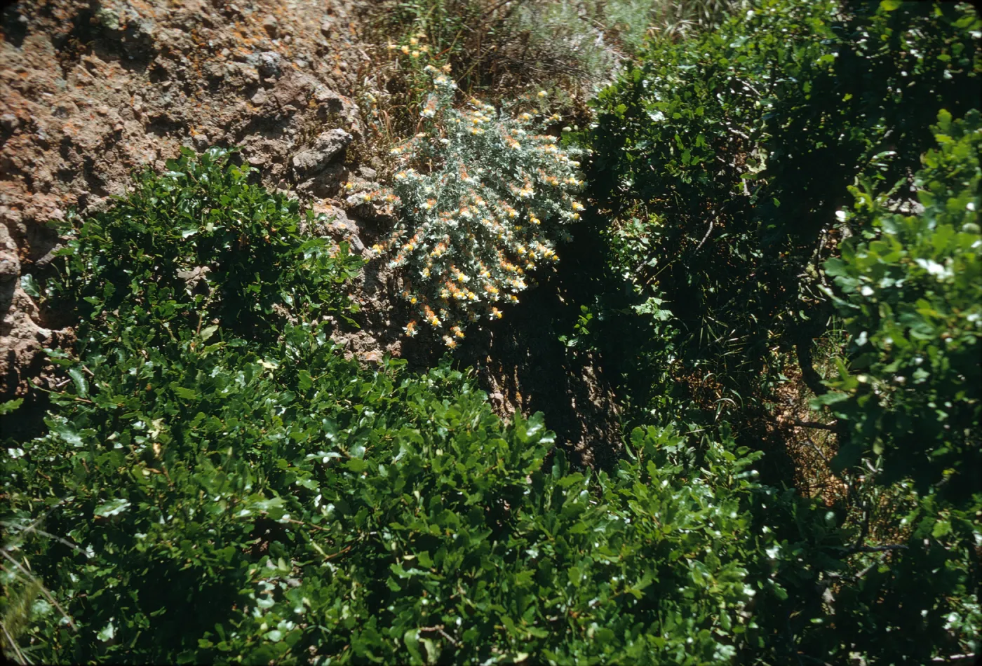 Lotus argophyllus