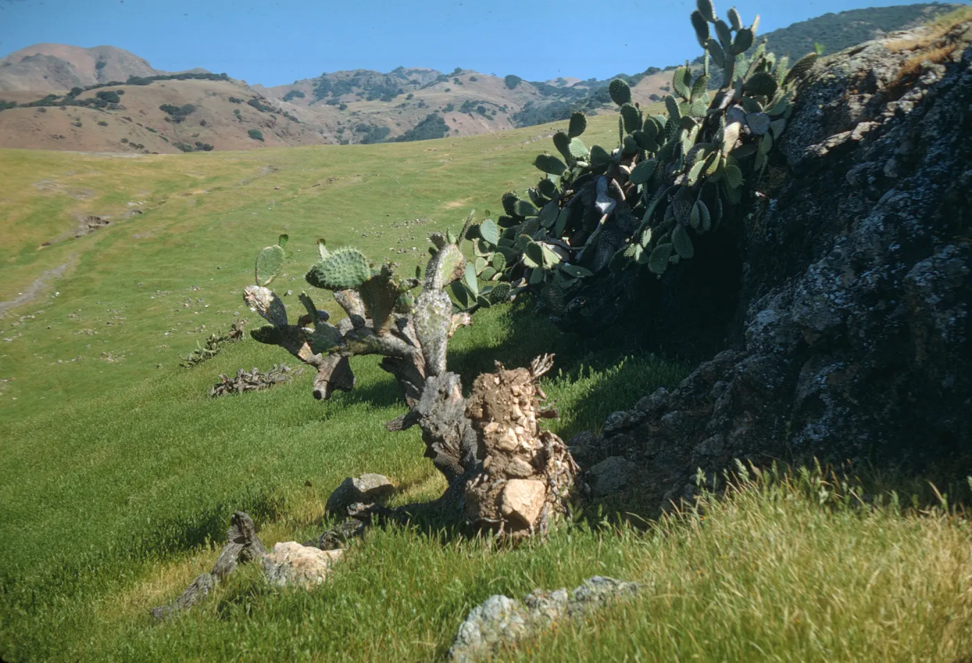 Opuntia megacantha (Prickly-pear) on Valdez Flats on Santa Cruz Island