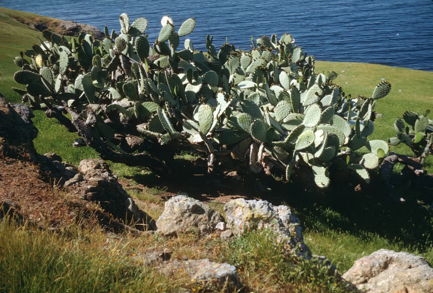 Opuntia (Prickly-pear) on Santa Cruz Island