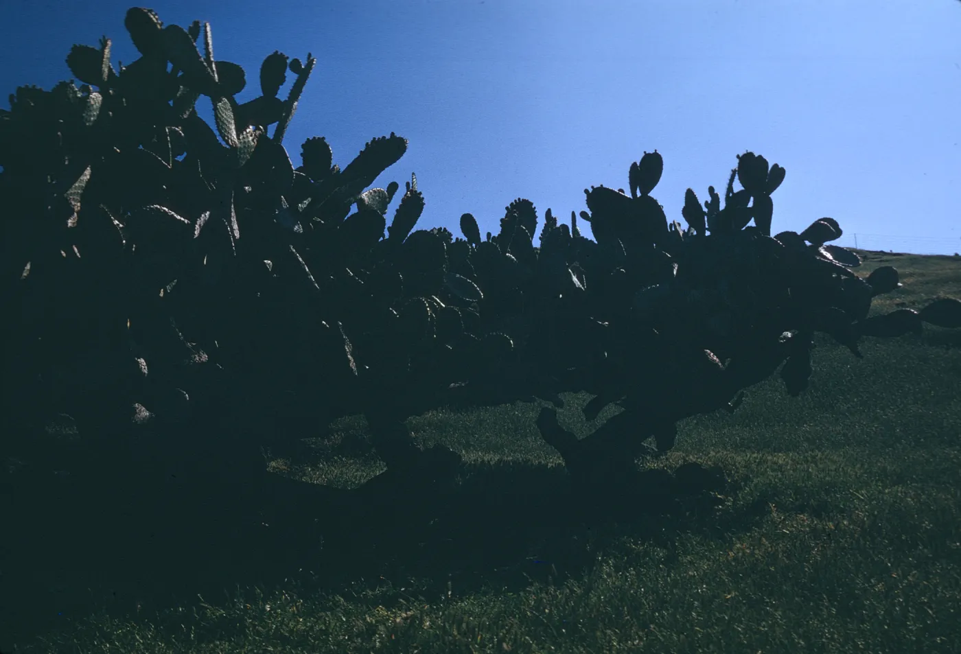 Opuntia (Prickly-pear) on Santa Cruz Island