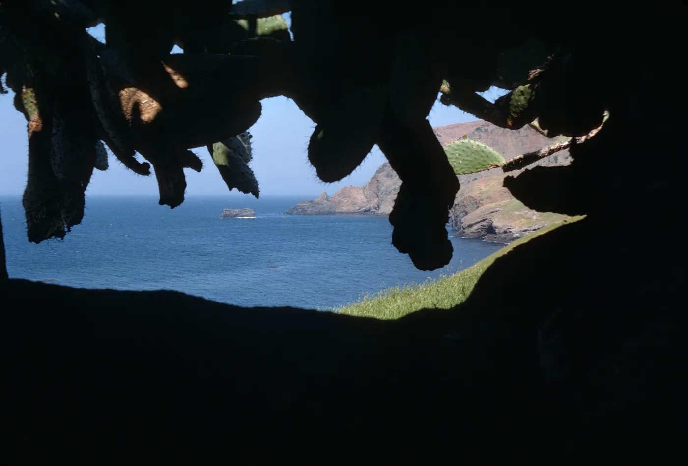 Opuntia megacantha (Prickly-pear) at Valdez Flats on Santa Cruz Island