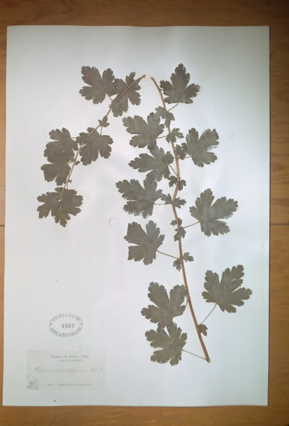 Herbarium Specimen of Ribes (Currant, Gooseberry ) from Santa Cruz Island