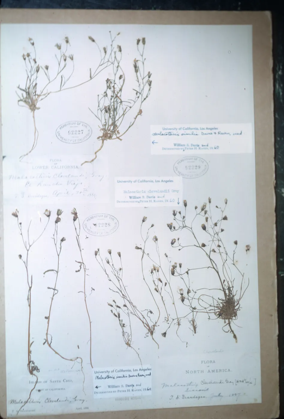 Herbarium Specimen of Malacothrix similis from Santa Cruz Island